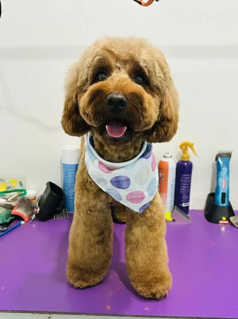 An apricot doodle in a paint-splattered bandana, sitting for the camera