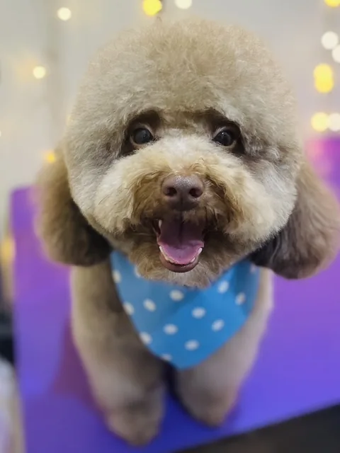 A freshly groomed apricot poodle in a blue spotted bandana, grinning at the camera