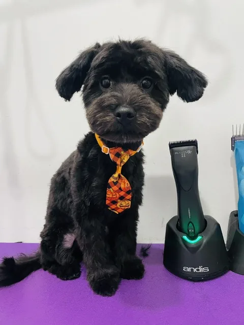 A small black dog in an orange tie, sitting beside the clippers