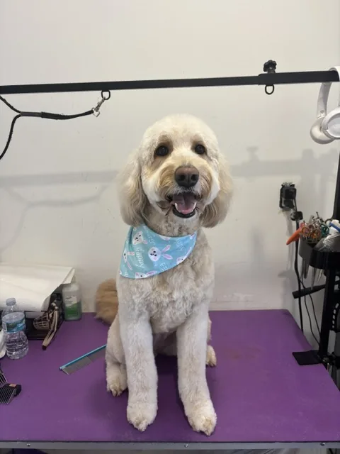 A small cream dog in a pale blue bandana after a bath