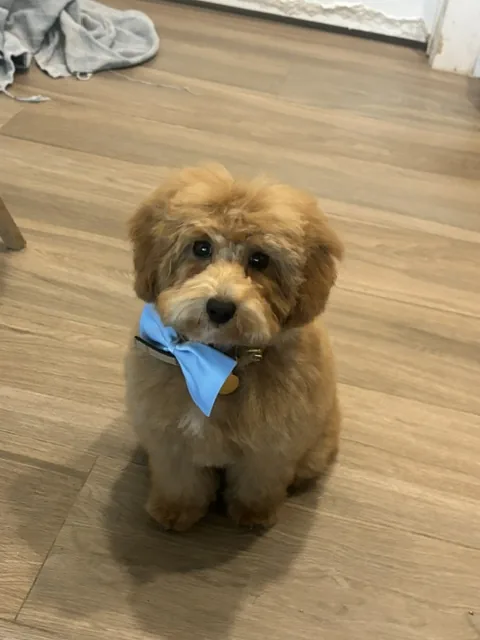 A small cream dog with a blue bow, photographed on a wooden floor