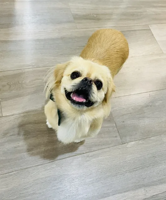 A cream dog with a flat face and long ears, smiling up from a wooden floor