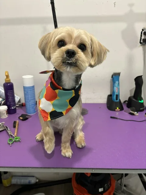 A cream doodle lying on the grooming table, freshly dried