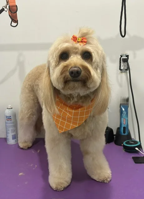 A cream doodle standing on the table in an orange bandana