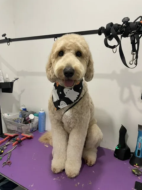 A cream doodle standing on the grooming table after a full groom