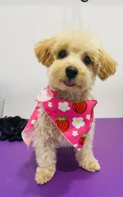 A small cream poodle in a pink strawberry bandana