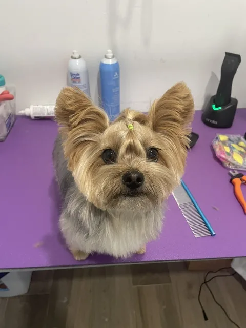 A cream spaniel-type dog looking up from the grooming table