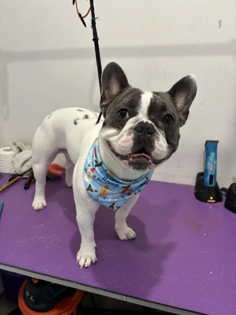 A French bulldog lying on the grooming table in a blue bandana