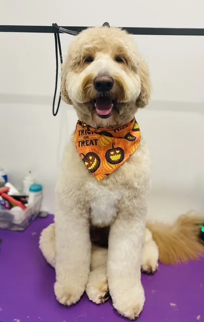 A cream doodle sitting up in an orange pumpkin bandana