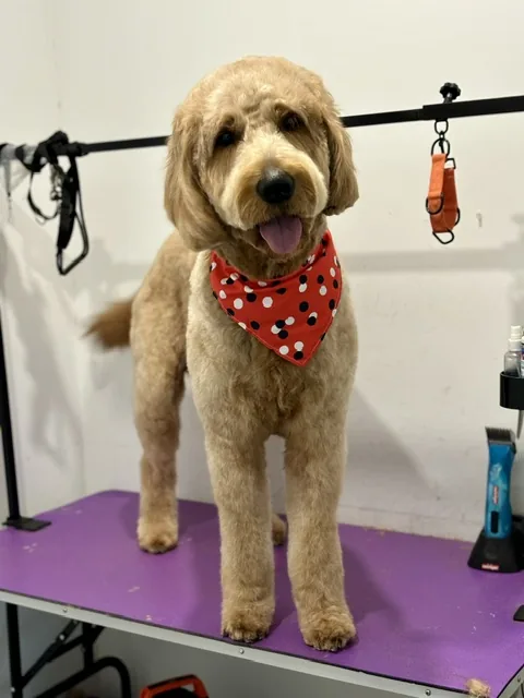 A cream doodle standing tall in a red spotted bandana