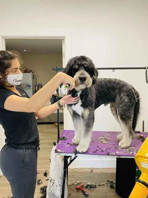 Lia grooming a dog on the table, trimming carefully with clippers