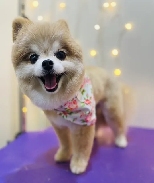 A small tan Pomeranian in a floral bandana, mouth open and happy after a groom