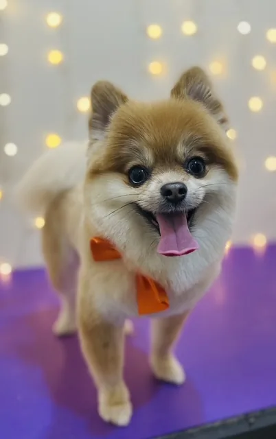 A tan Pomeranian with its tongue out, wearing an orange bandana