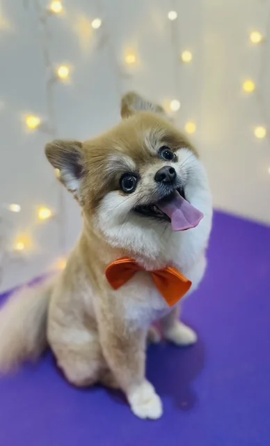 A tan Pomeranian in an orange bow tie, sitting on the grooming table