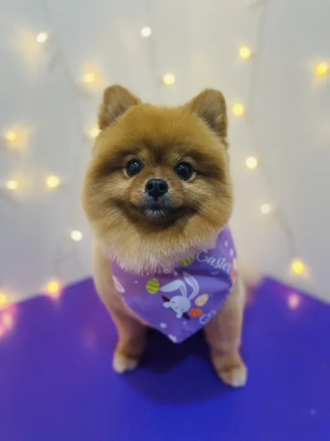 A tan Pomeranian sitting neatly in a purple bandana