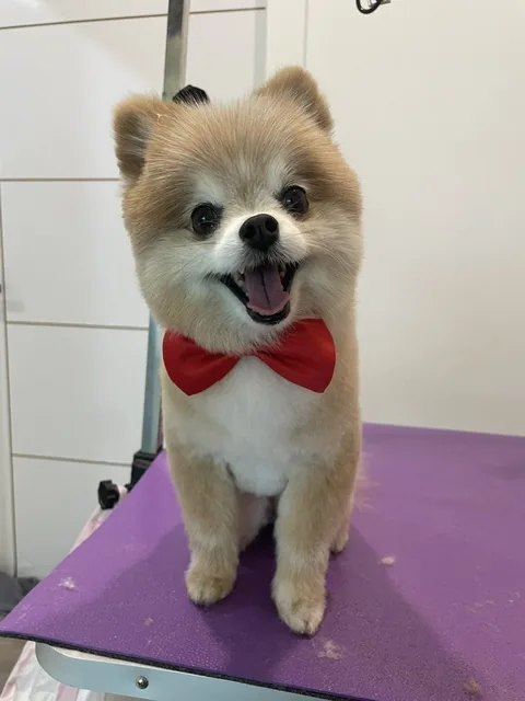 A tan Pomeranian sitting up in a red bow tie, mouth open in a big smile