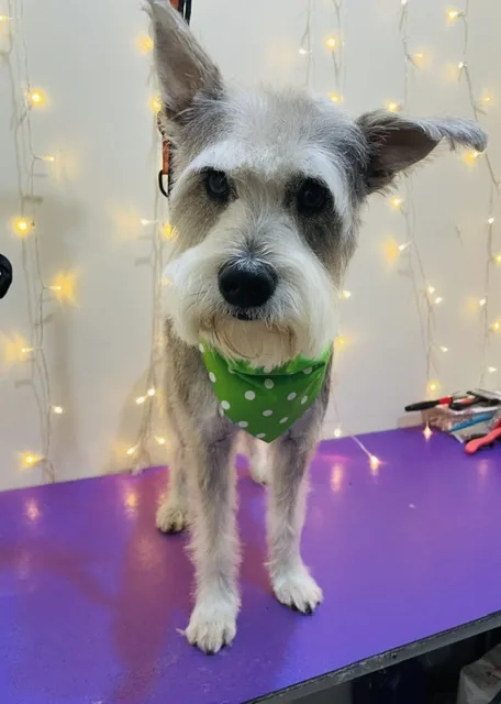 A gray schnauzer in a green bandana, ears up