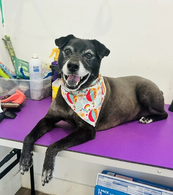 An older black dog resting on the table in a floral bandana