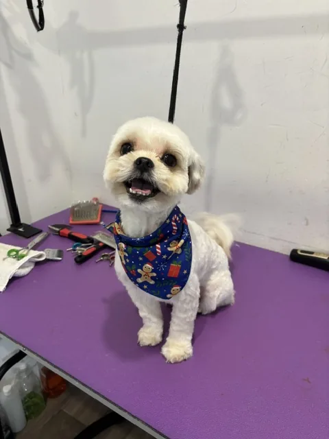 A small groomed dog wearing a patterned outfit