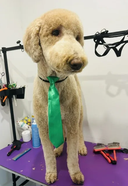 A tall cream poodle standing on the grooming table in a green bow tie
