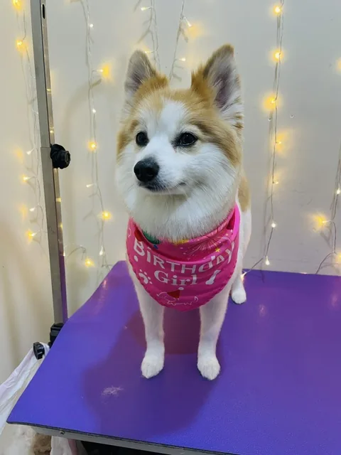 A tan and white dog in a pink birthday bandana