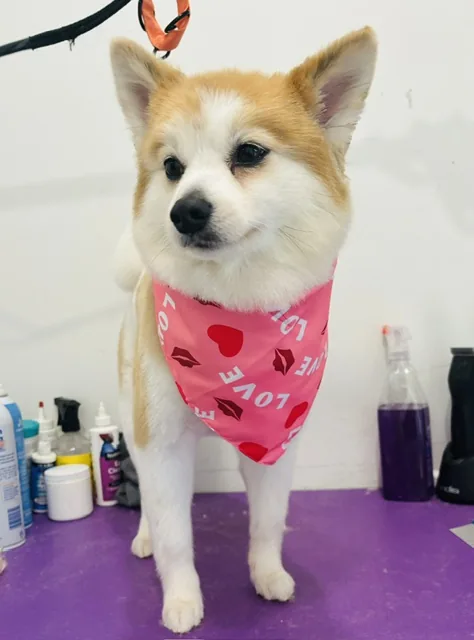 A tan and white dog with upright ears in a pink bandana