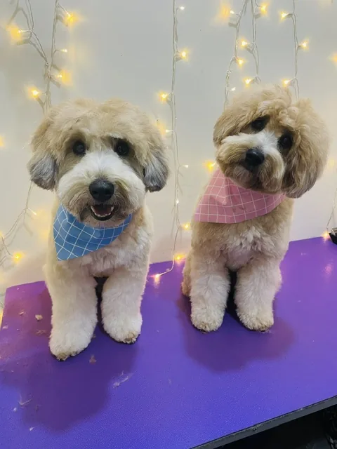 Two small dogs side by side after grooming, one in a blue bandana and one in pink