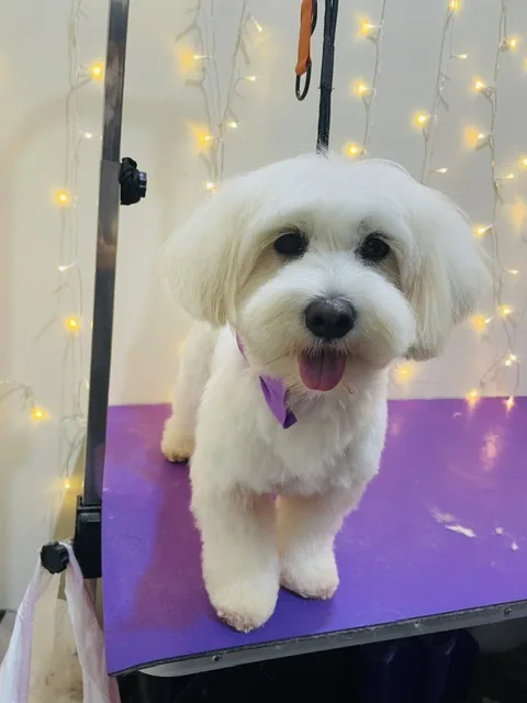 A small white dog with a fluffy round face, freshly bathed and smiling